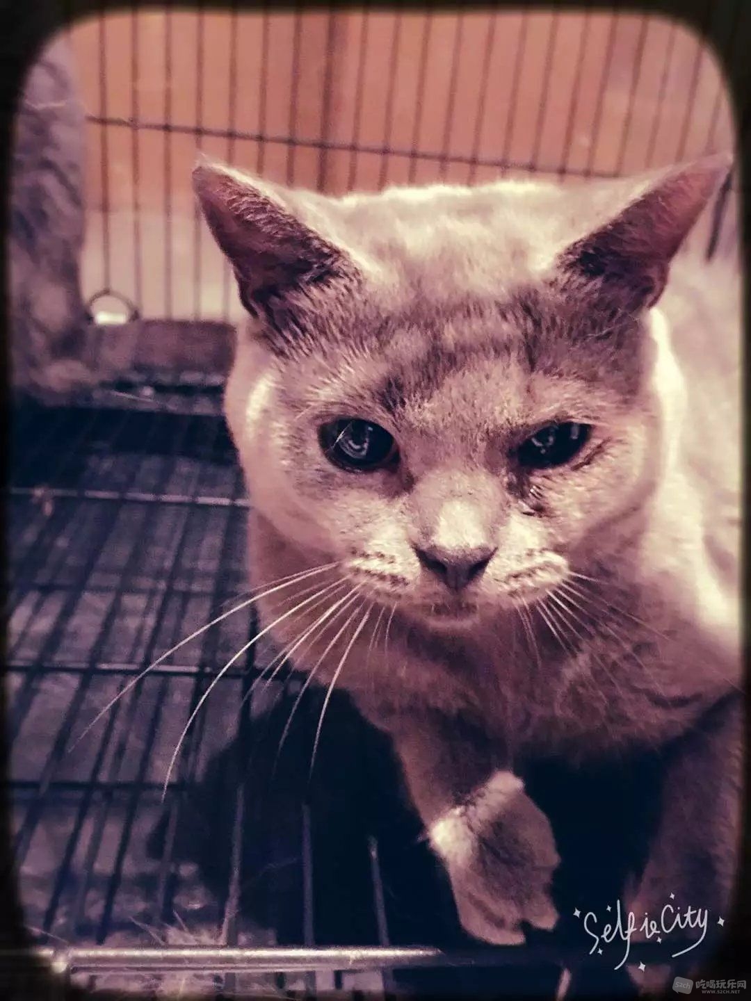 蓝猫DD