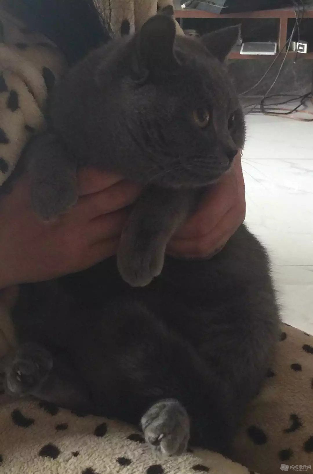 蓝猫DD