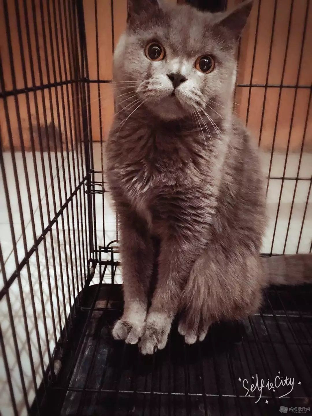蓝猫MM