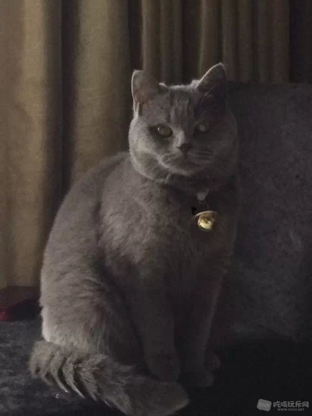 蓝猫MM