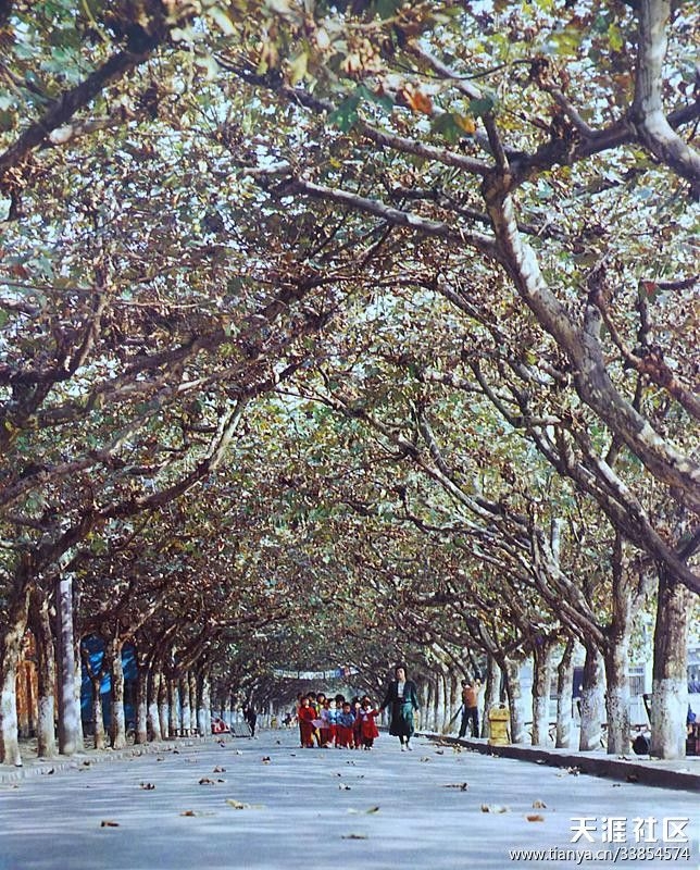 林荫道，一直觉得这是猛追湾公园.jpg