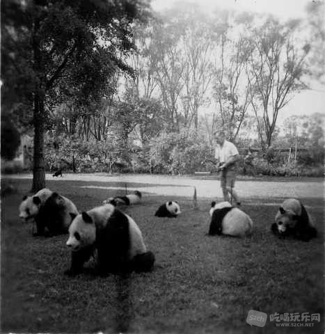 民国时，华西坝的熊猫。.jpg