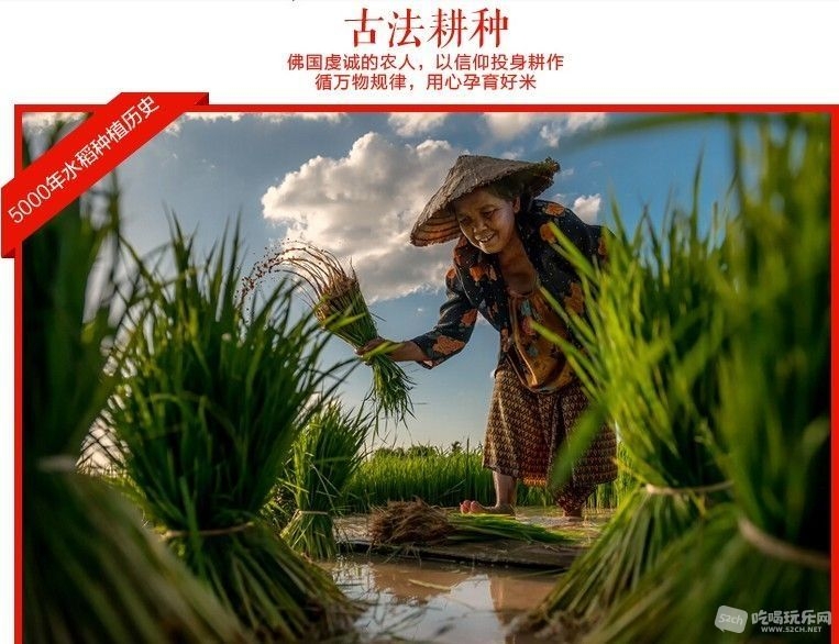 金凤泰米