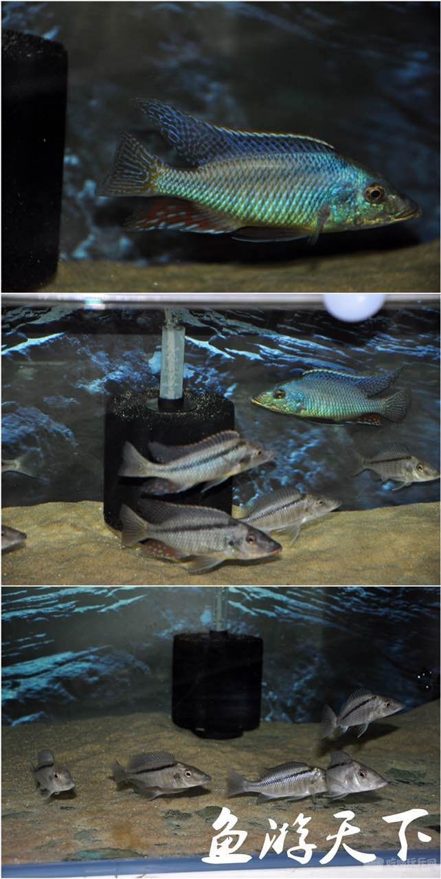 鸭嘴斜间