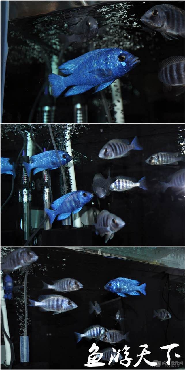 爆花蓝宝石