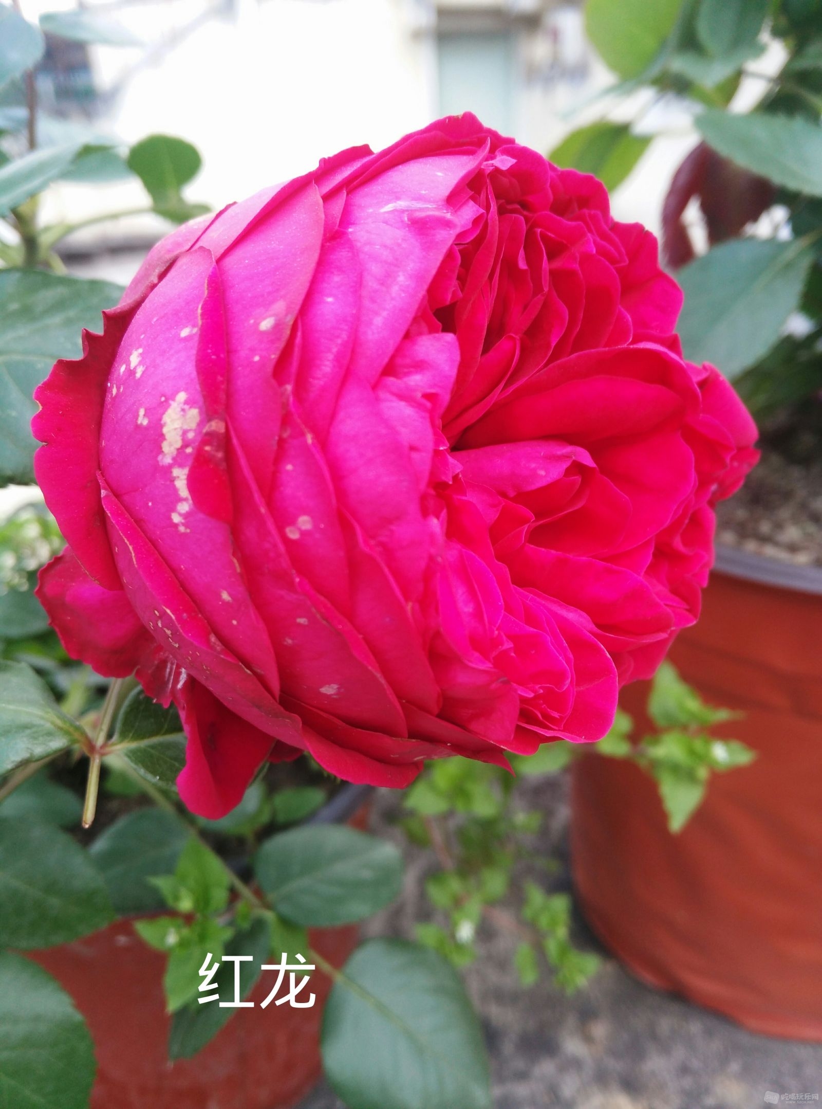 花图IMG_20160806_150208.JPG