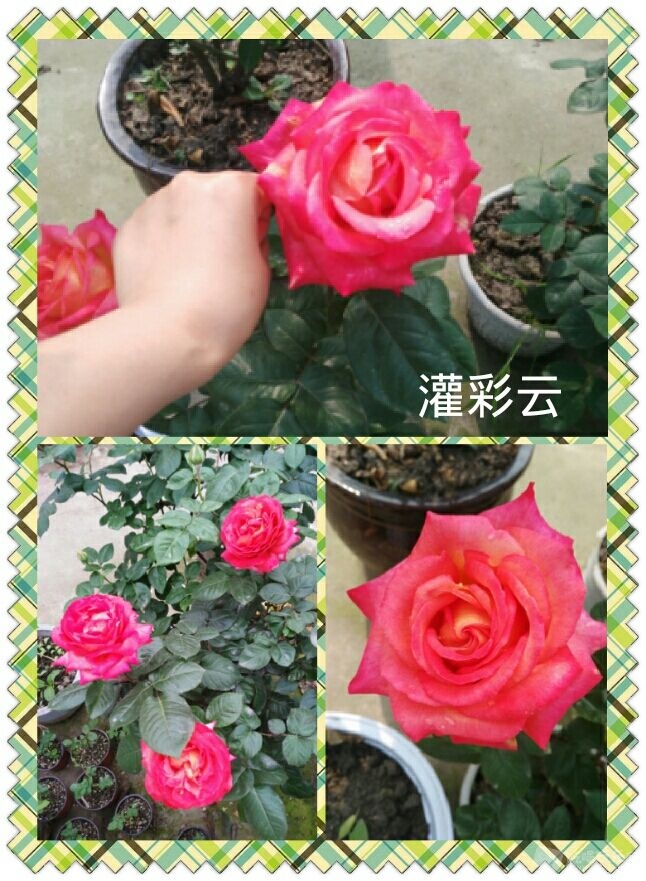 花图IMG_20160806_145347.JPG