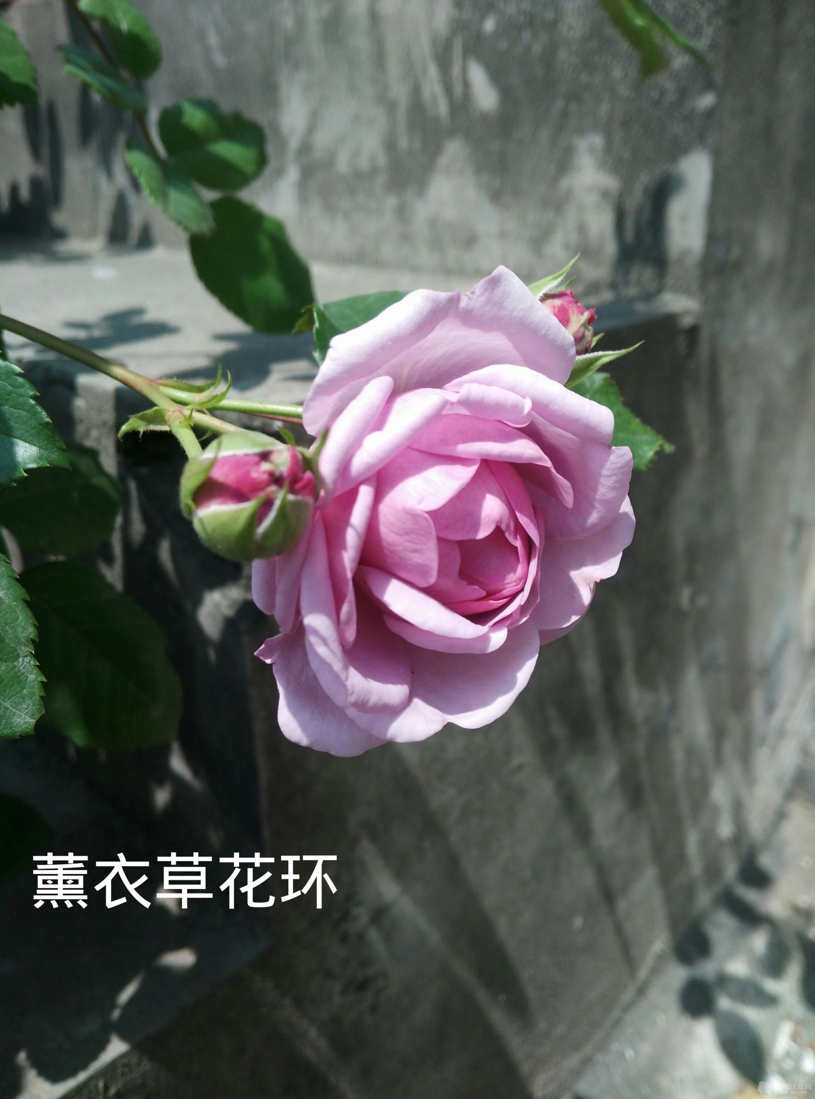 花图IMG_20160806_150114.JPG