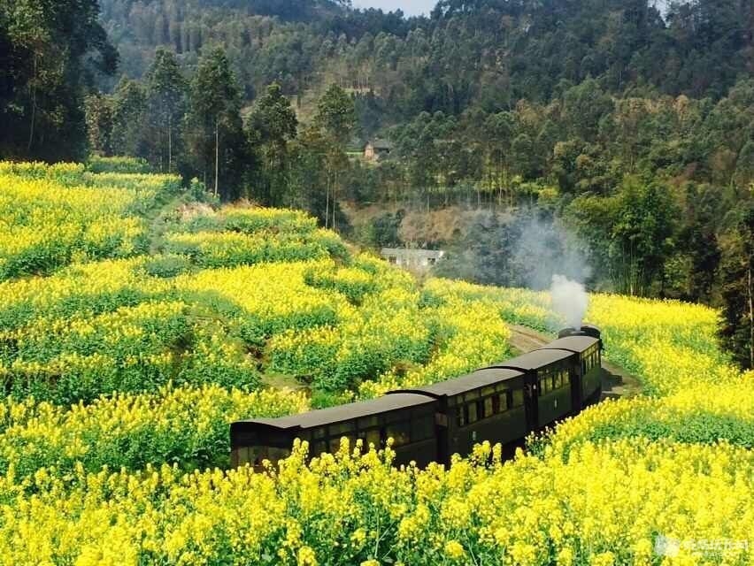 油菜花田里的蒸汽小火车