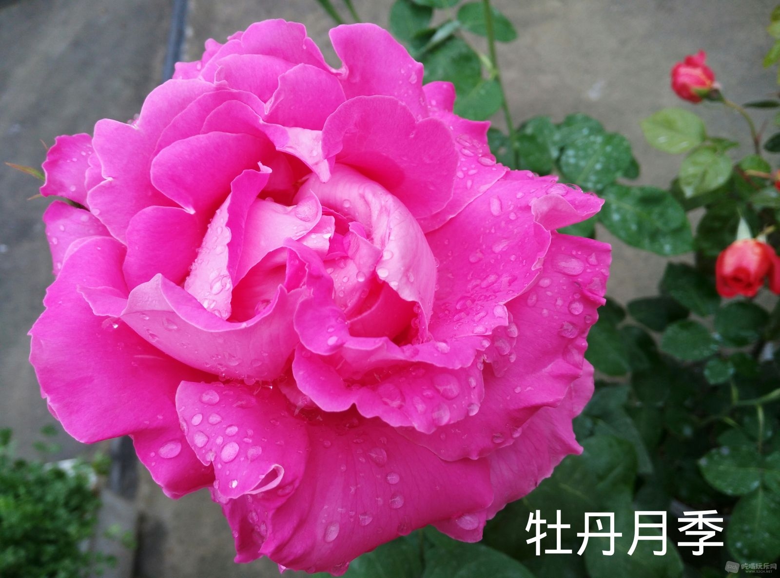 花图IMG_20160806_150240.JPG
