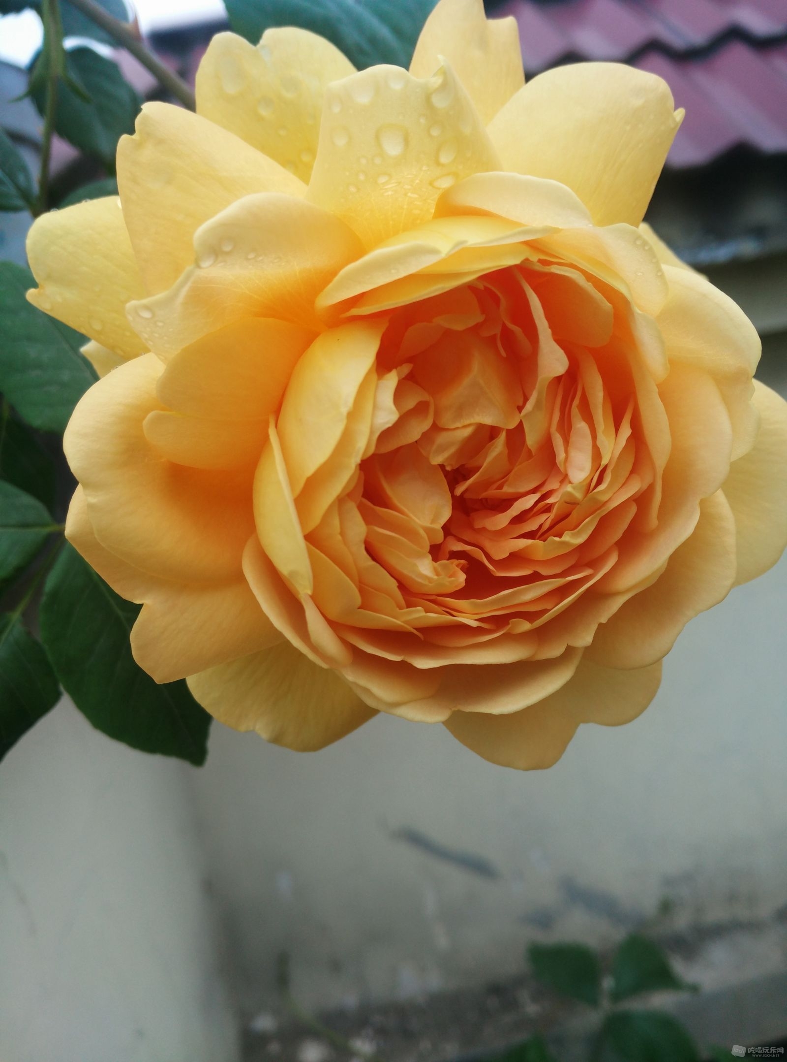 IMG_20160405_130311.jpg