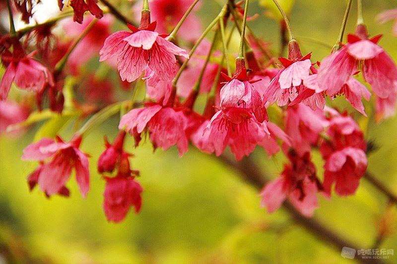 12_MG_5055处理小图.jpg