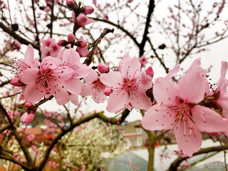 31 IMG_5226处理小图.jpg