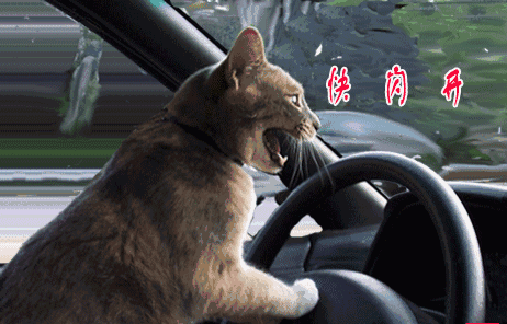 IMG_6756.GIF