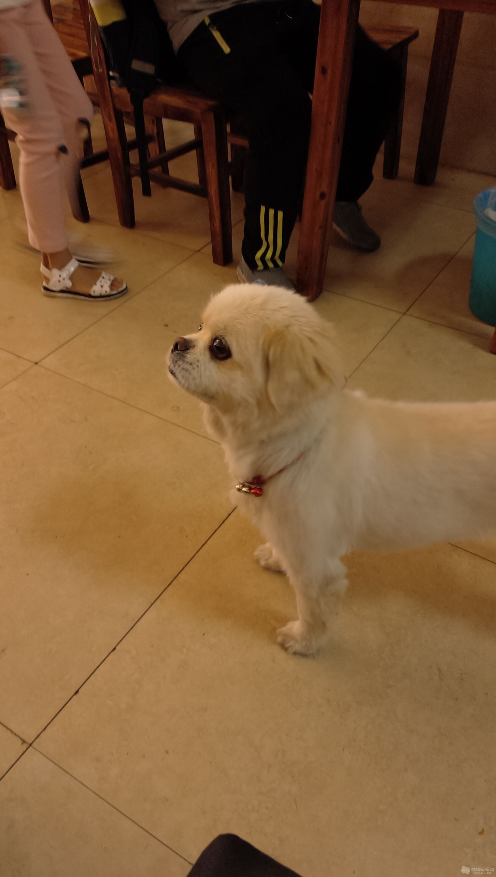 狗狗1.jpg