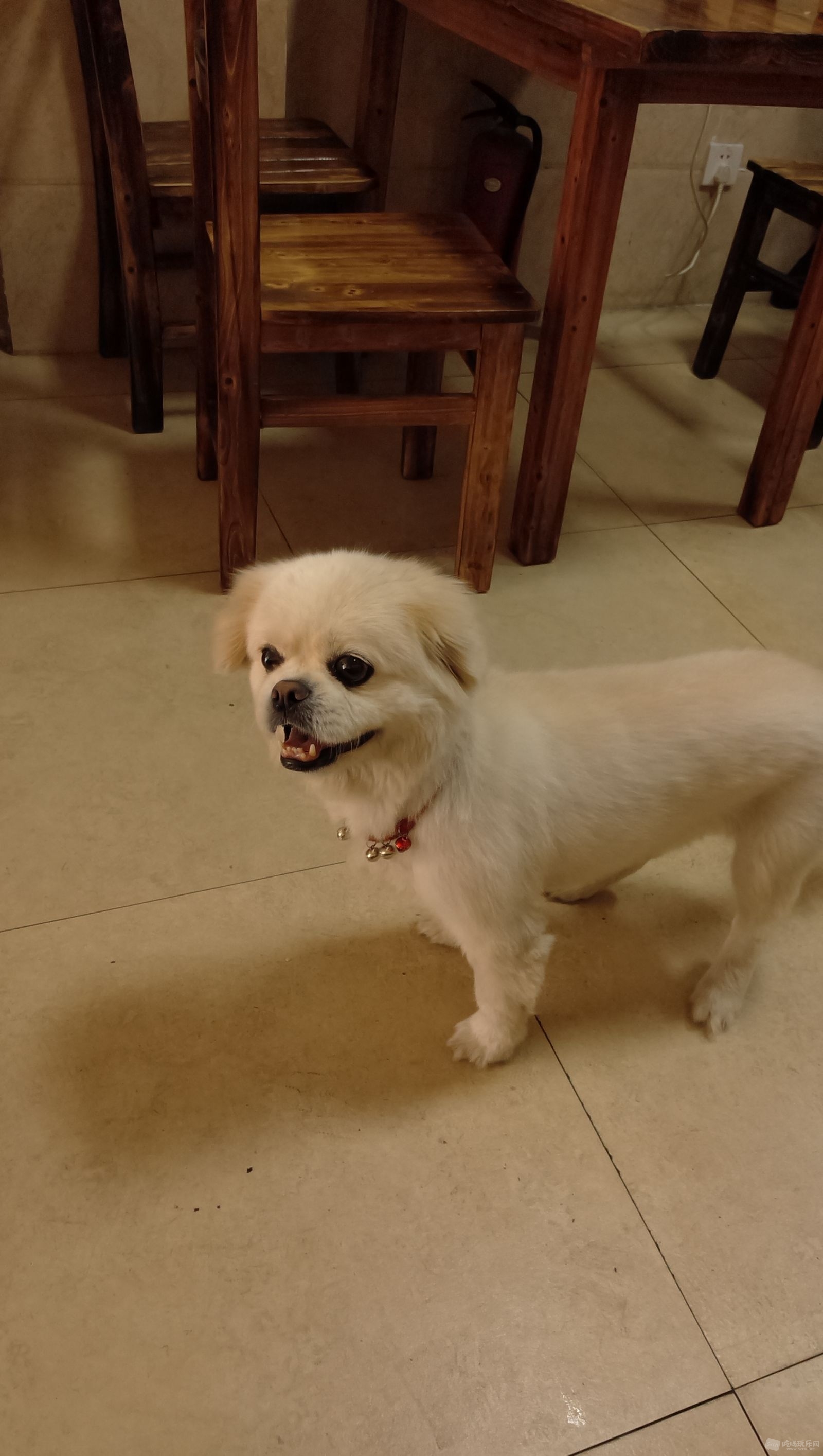 狗狗2.jpg