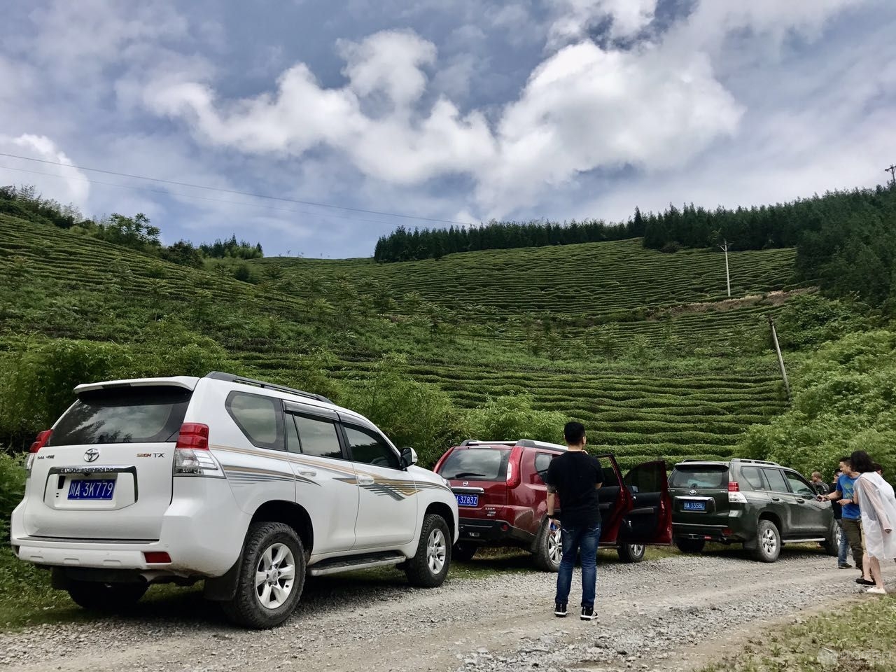 五指山顶的茶园