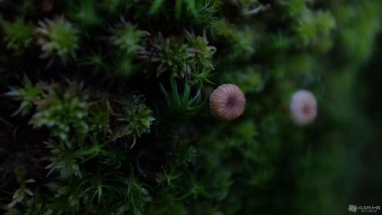 蘑菇.jpg
