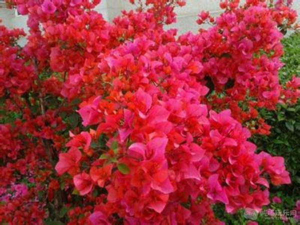 IMG_1728.JPG