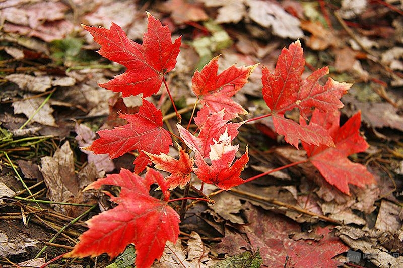 04_MG_6960处理小图.jpg 04_MG_6960处理小图.jpg