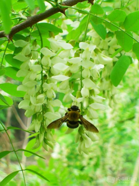 槐花