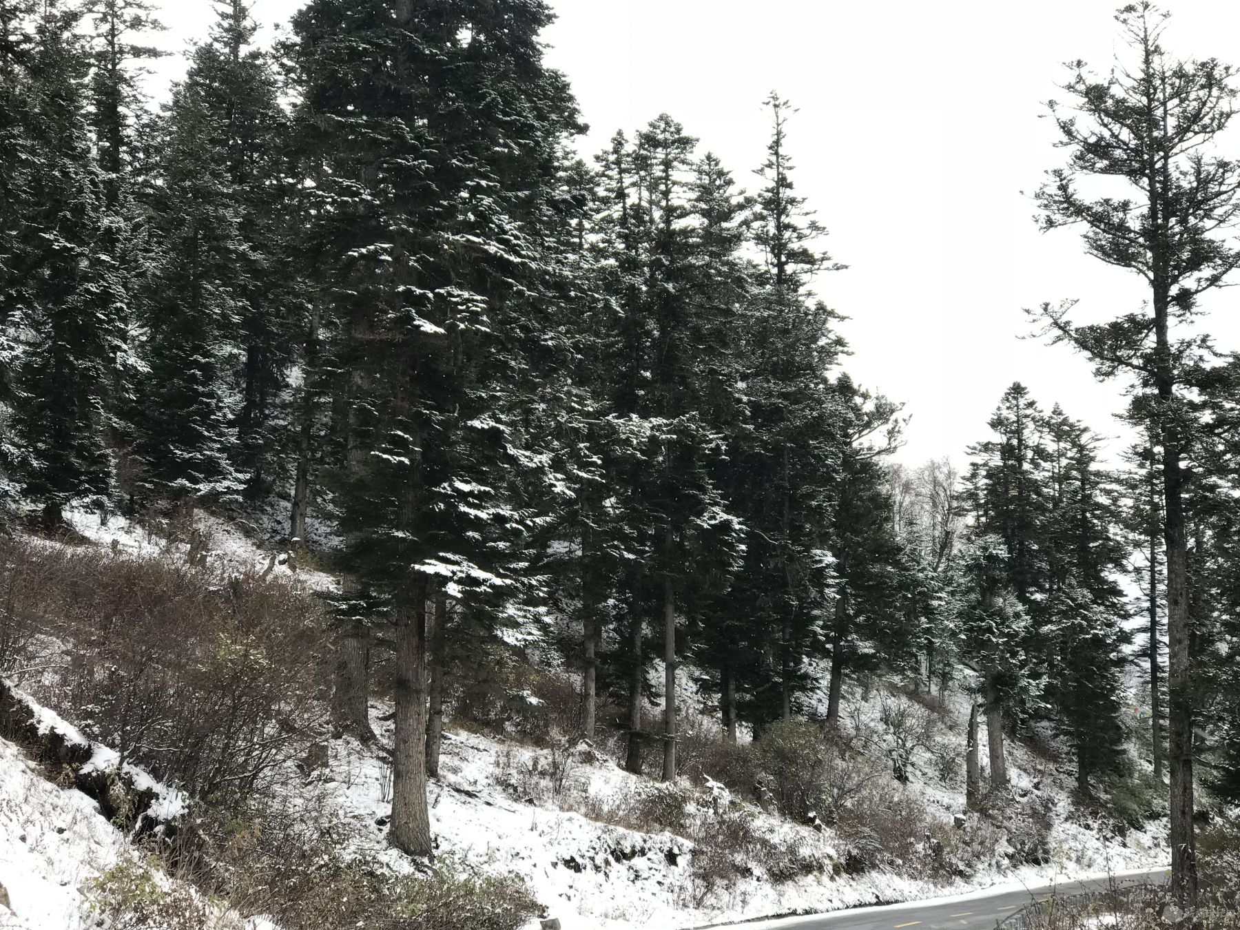 重返夹金山，昨天那个地方，雪小了些