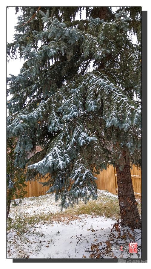 2017年11月1日 萨斯卡通的雪景5.jpg