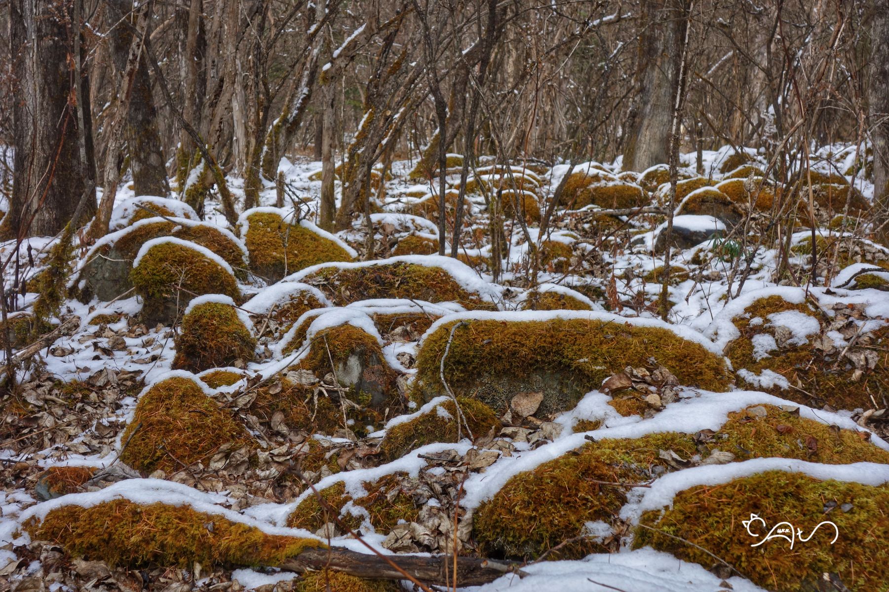 DSC04514-01.jpg