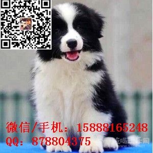 small_201610172006216805.jpg