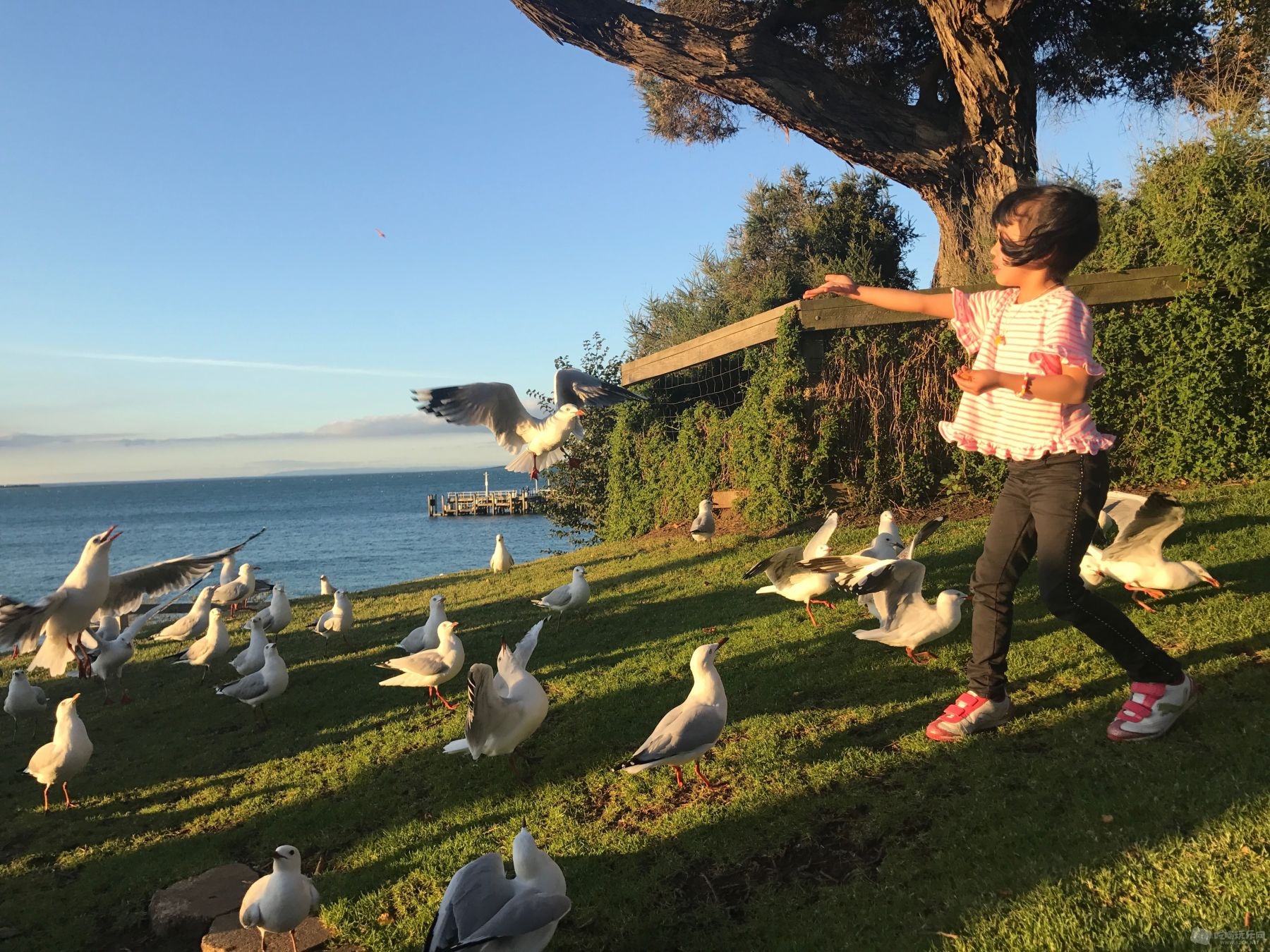 3月：澳大利亚的秋天，陪女儿喂海鸟，直到所有的鸟都吃饱，见到我们就跑