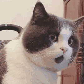 111.gif