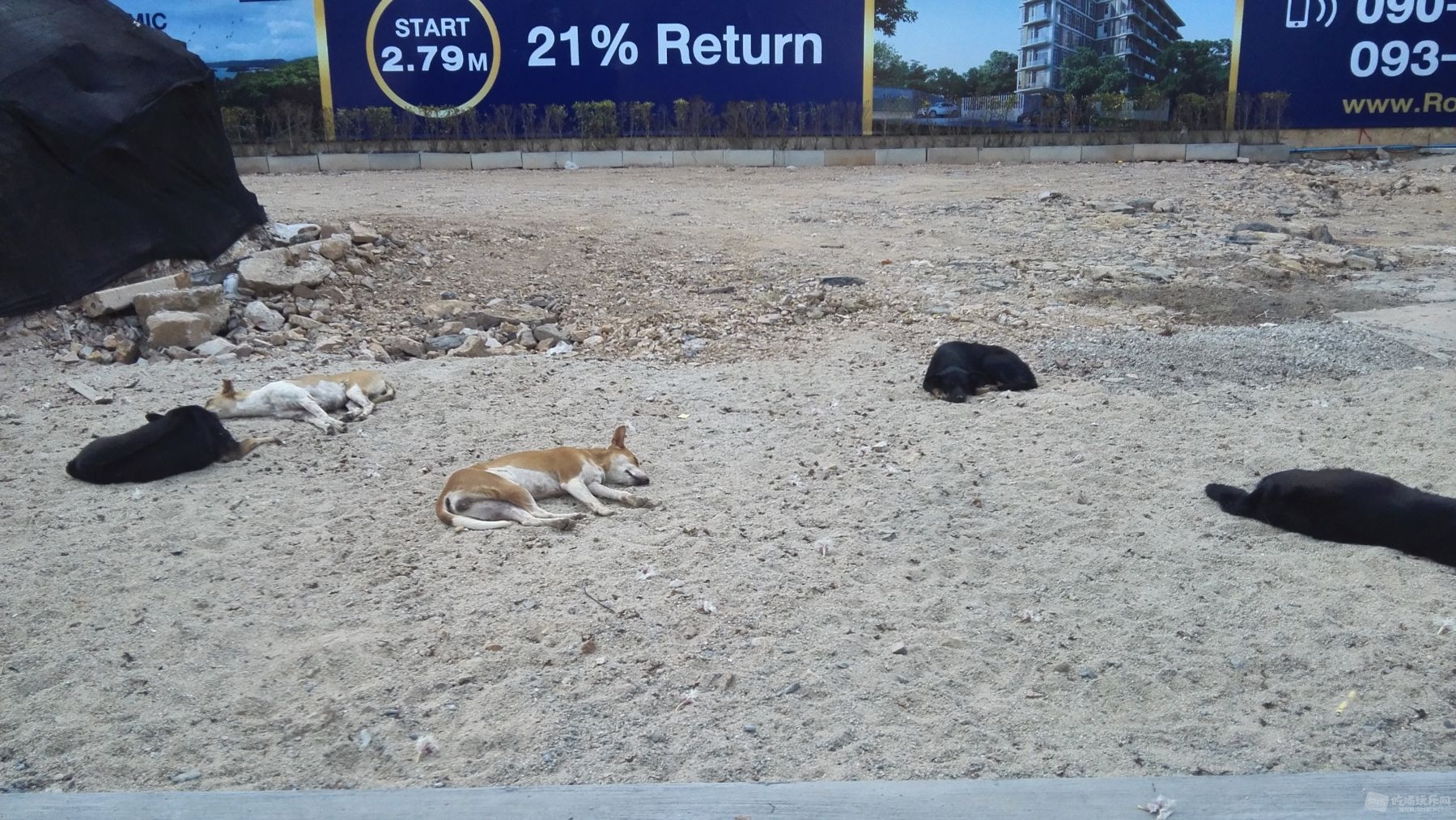狗.jpg