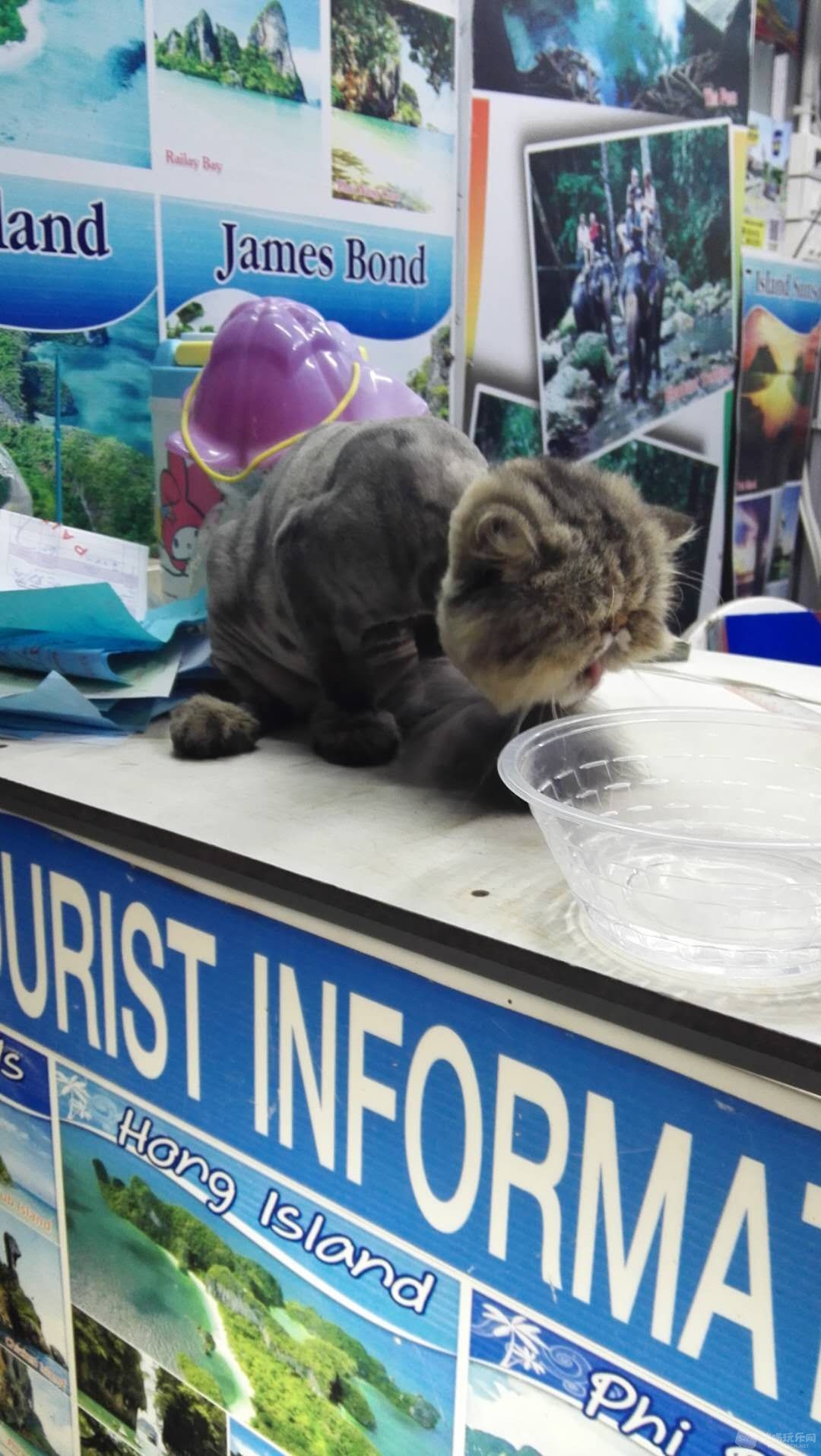 猫.jpg