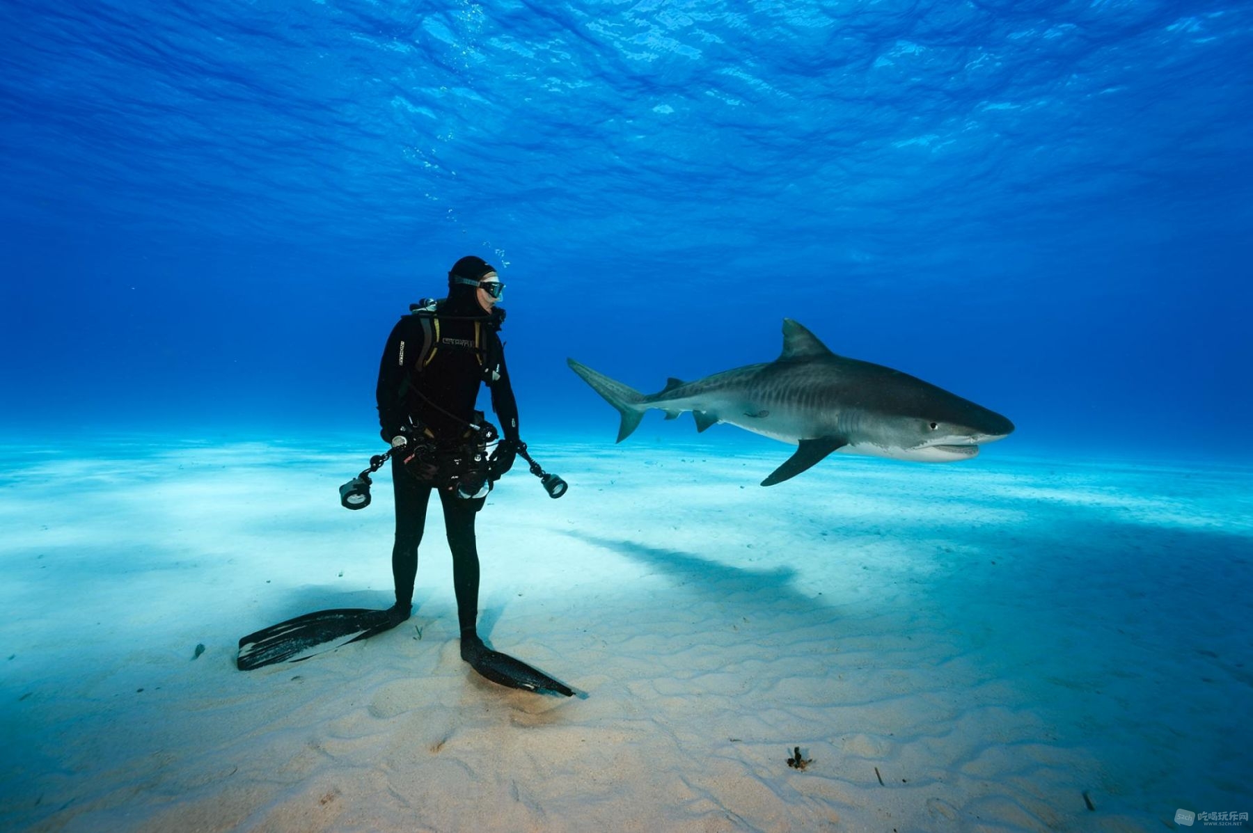 Tiger Shark 1.jpg