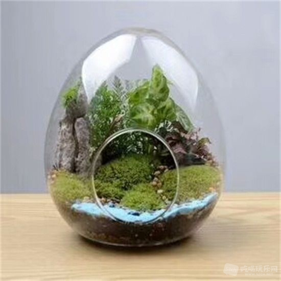 植物diy (3).jpg