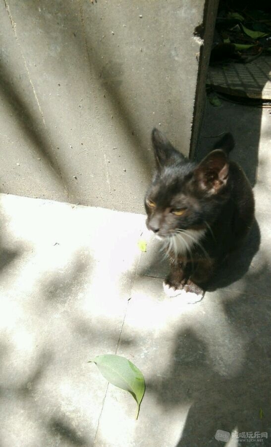 黑猫