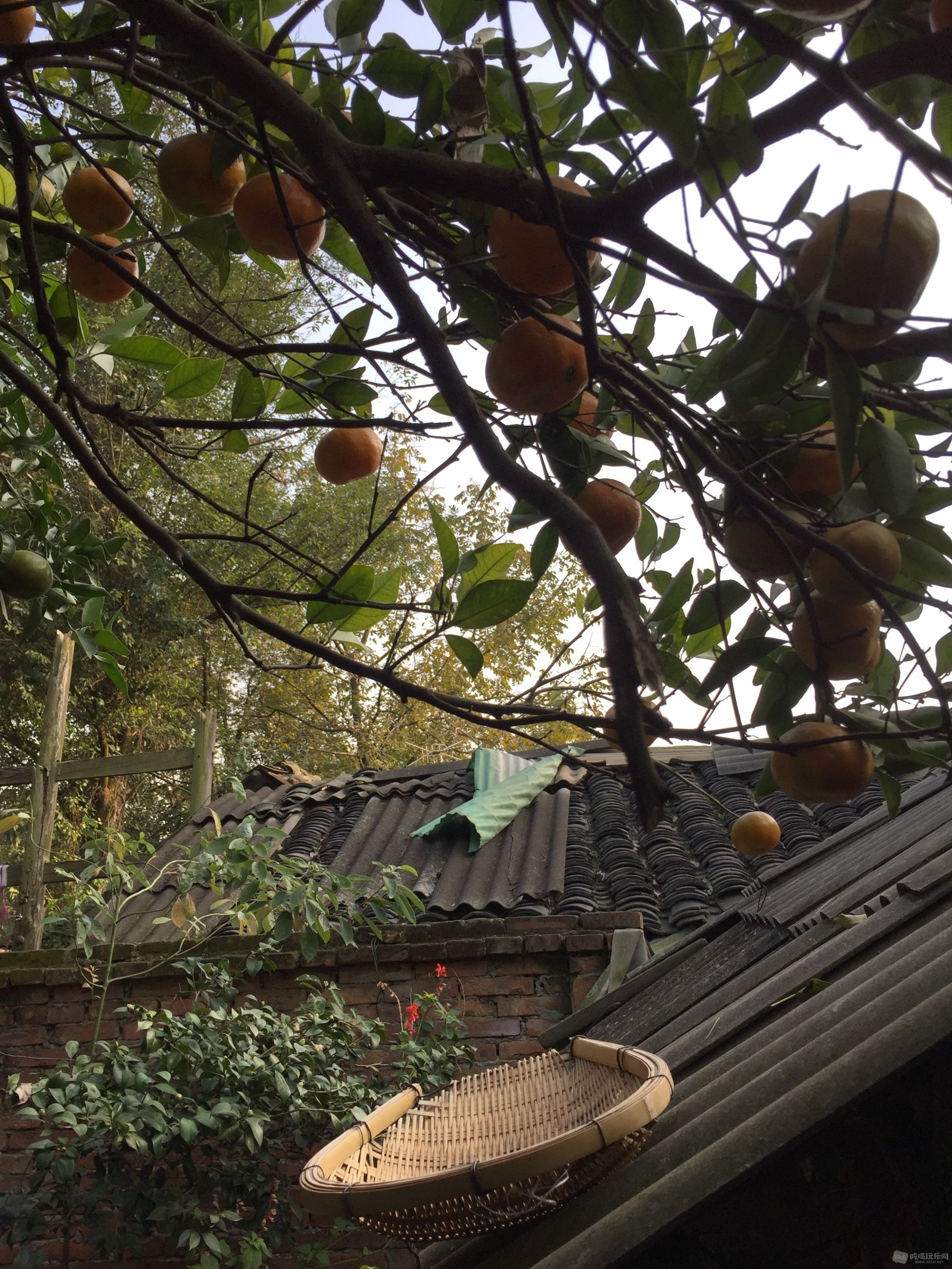 老茶馆的后院的屋顶柑橘和簸箕