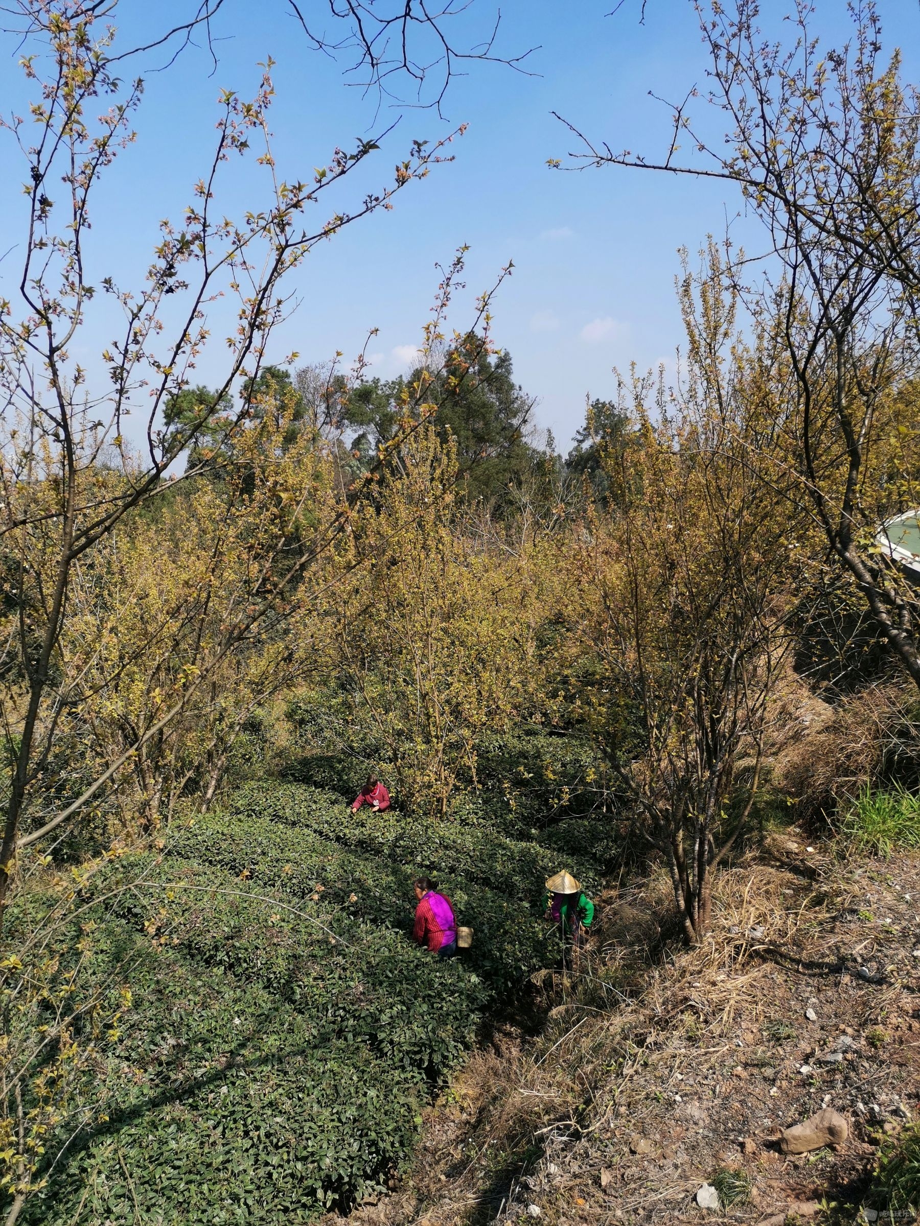 村民在采摘春茶