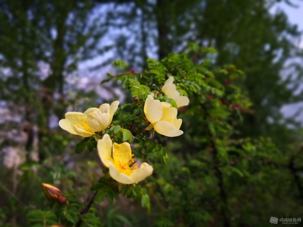 IMG_20190426_085833.jpg