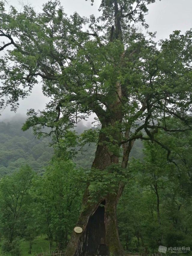 1200年的古树