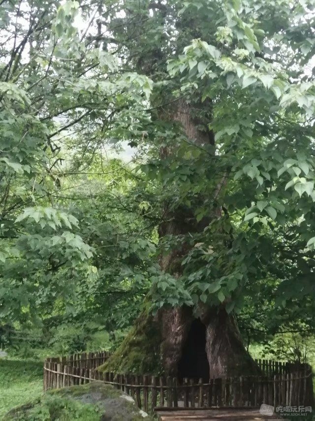 1500年的古树
