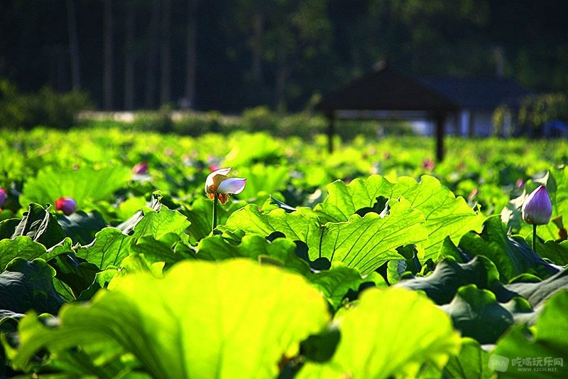 33_MG_1762处理小图.jpg