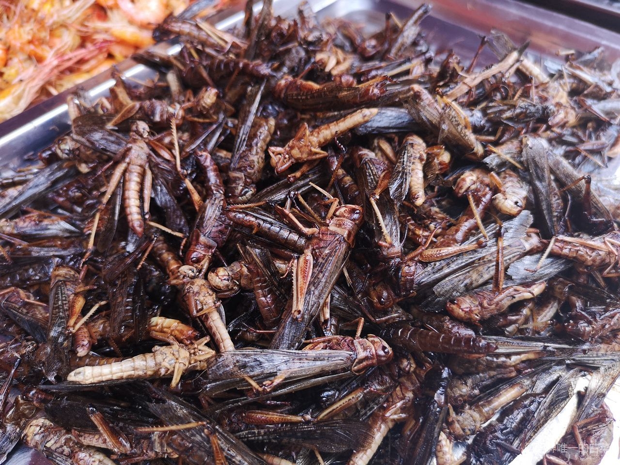 油炸蚂蚱 摄影/世界唯一的白菜