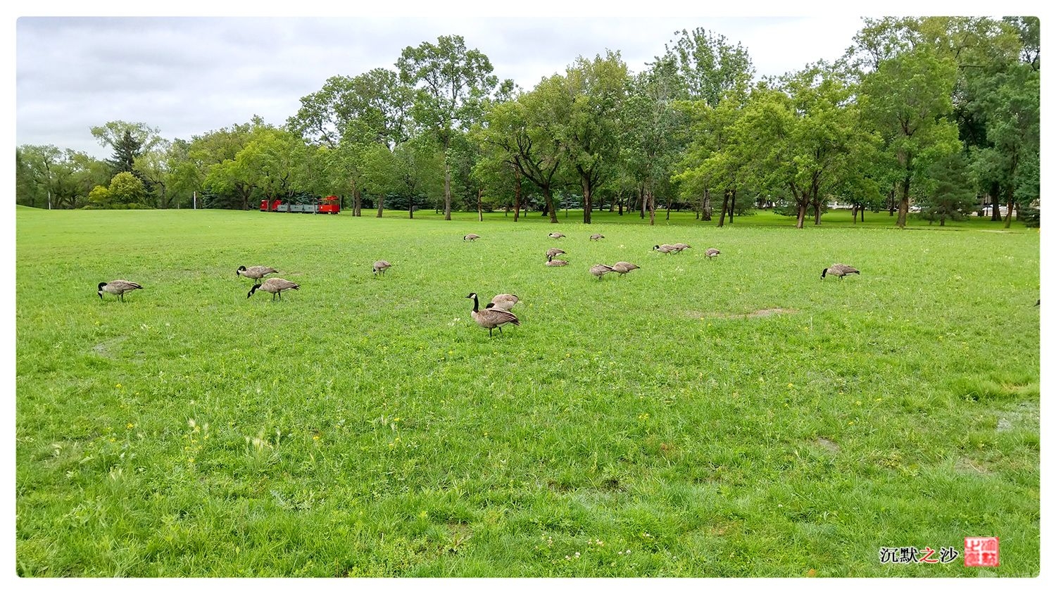 2019年7月25日 Kinsmen Park的加拿大鹅.jpg