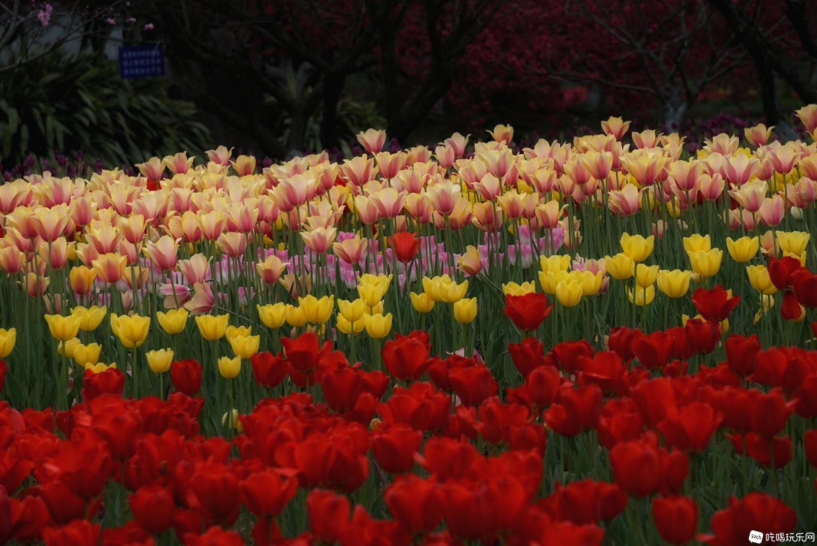 DSC02734-01.jpeg