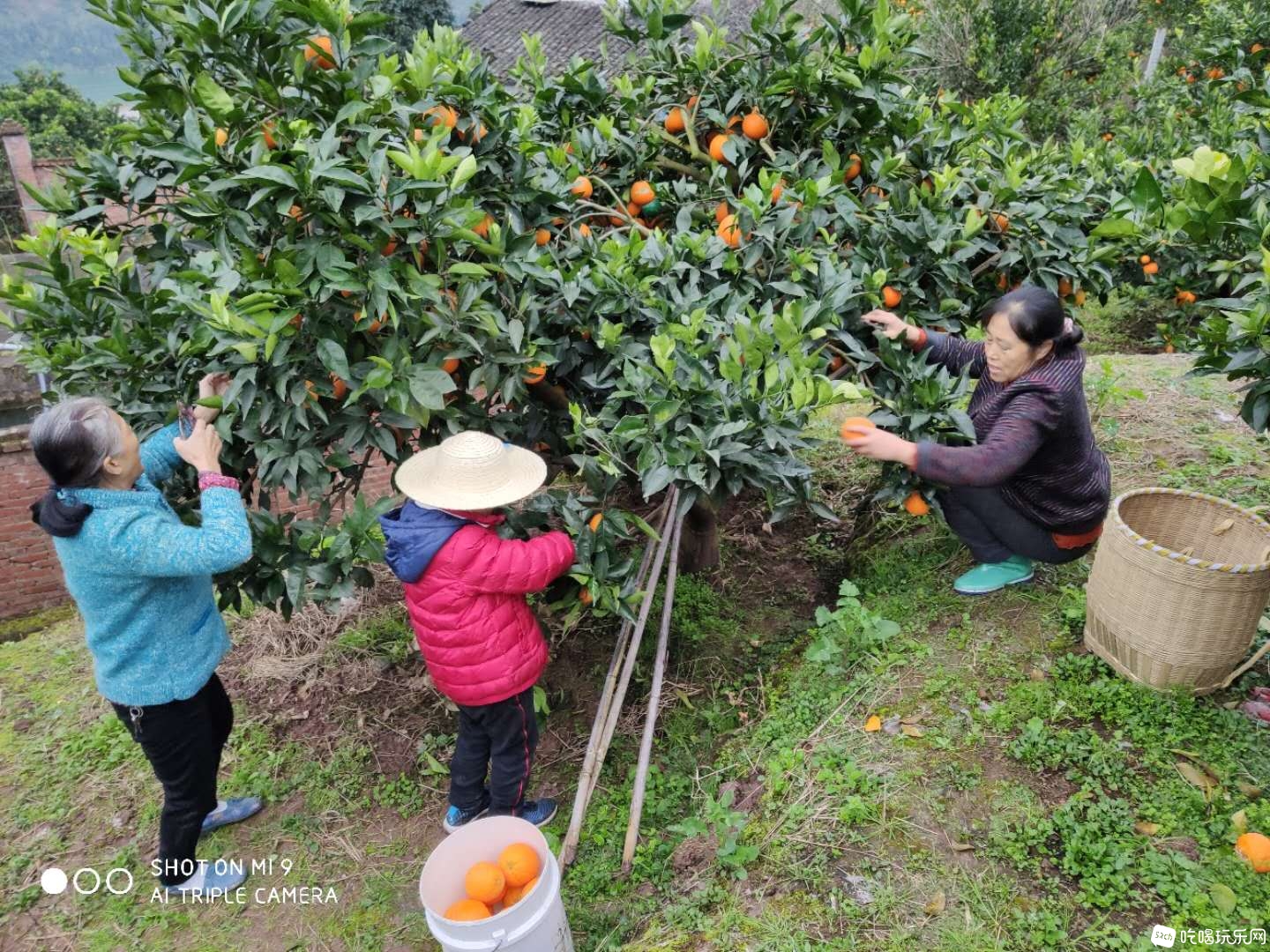 2019年12月初自摘鲜果