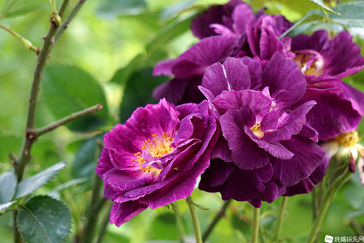 DSC03417_副本.jpg
