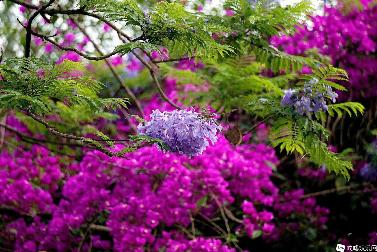 DSC03755_副本-01.jpeg