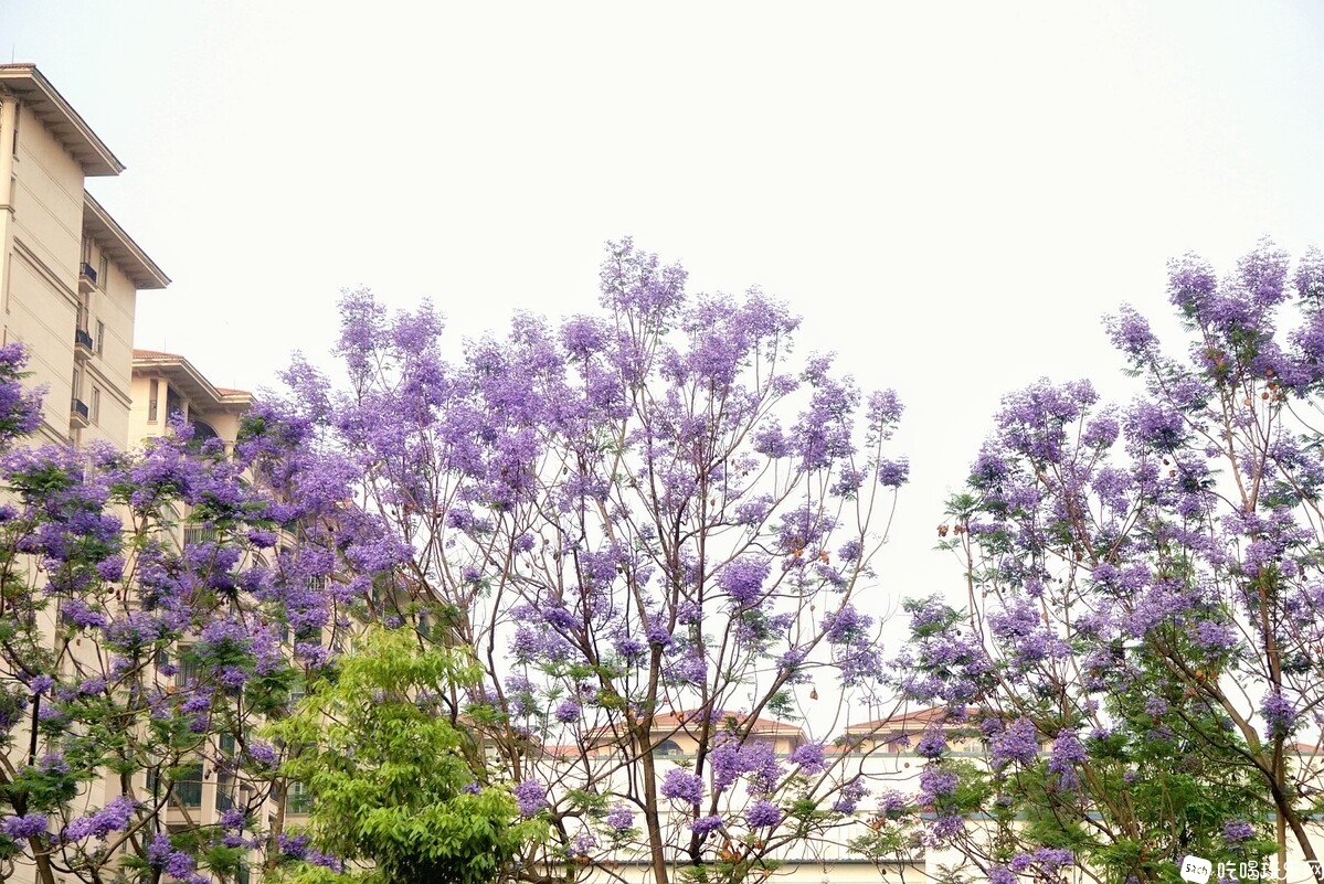 DSC03782_副本-01.jpeg