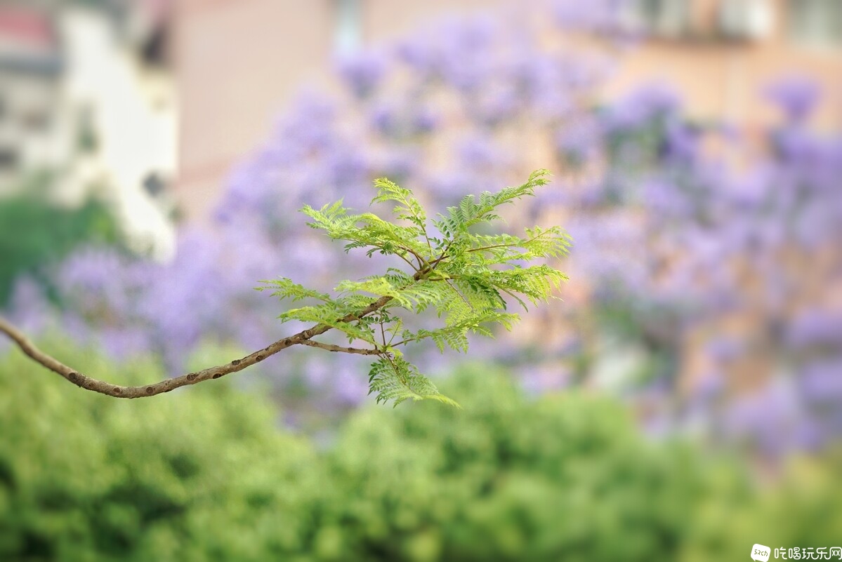 DSC03802_副本-01.jpeg